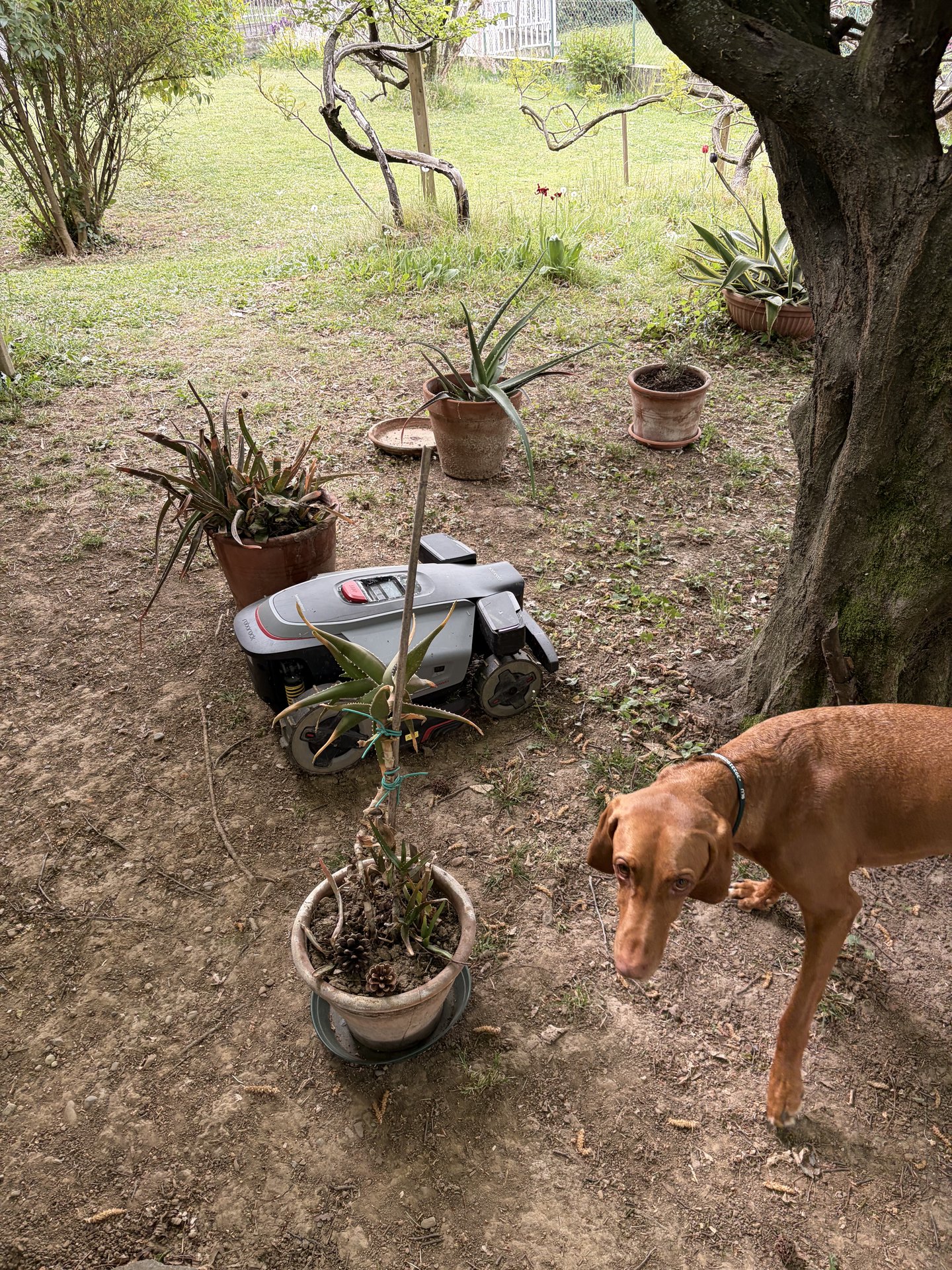 Roborock RockMow Z1 fermo davanti al cane di casa: l evitamento ostacoli a quattro fotocamere riconosce gli animali.