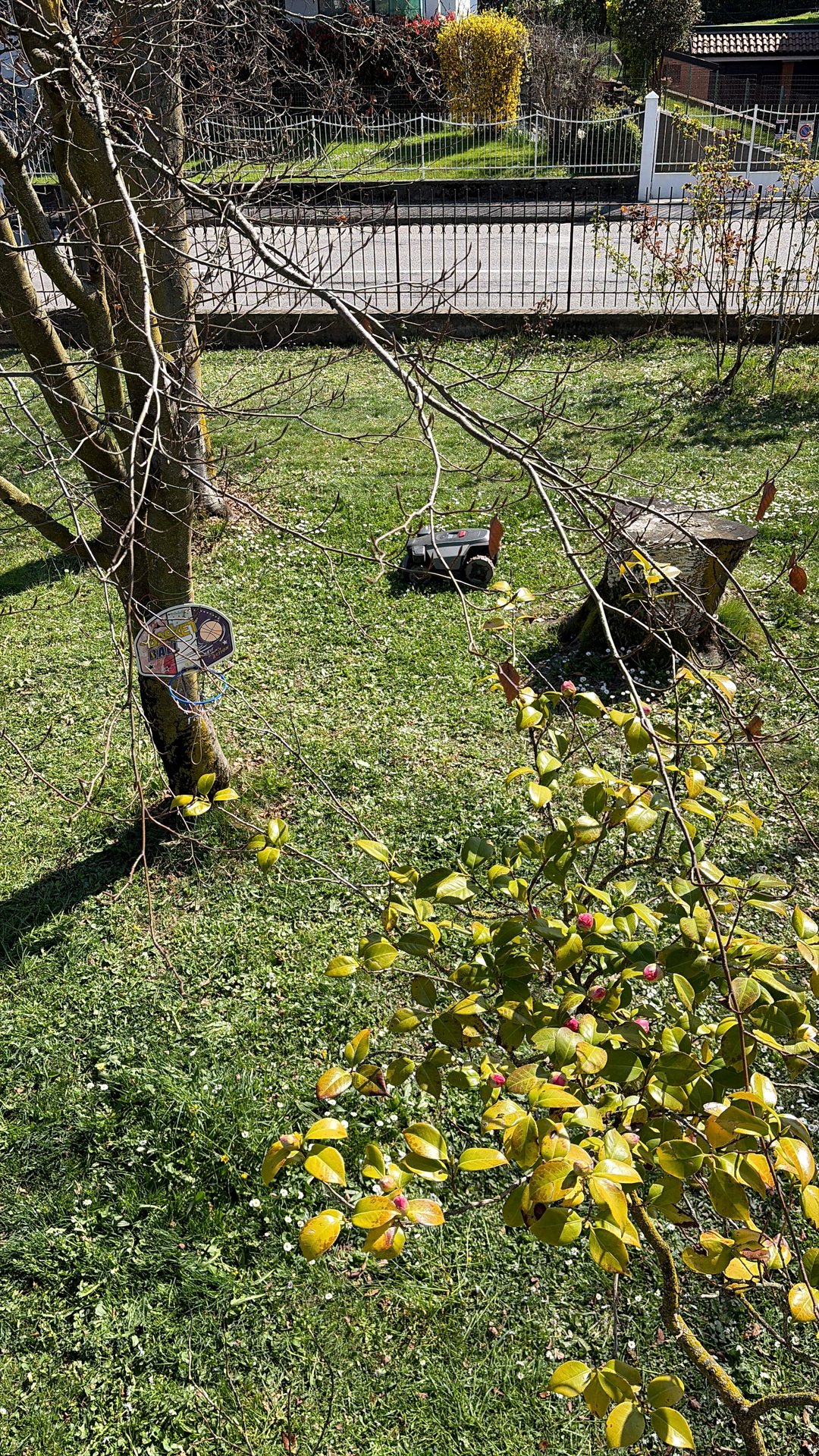 Roborock RockMow Z1 al lavoro nel mio giardino tra alberi di camelia, siepi e pendenza laterale: foto reale durante una sessione di taglio.