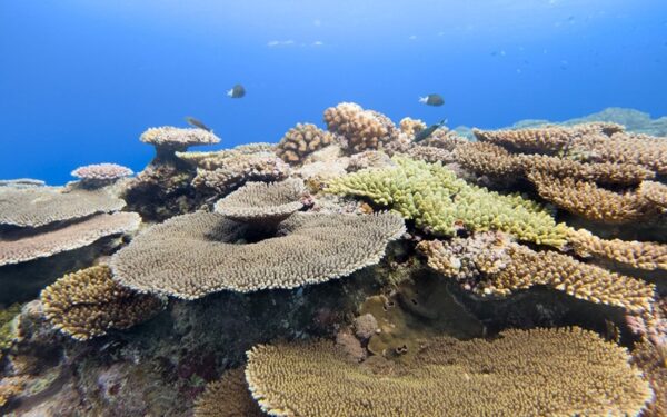 Samsung Galaxy: Ocean Mode e la conservazione marina nel