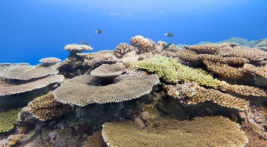 Samsung Galaxy: Ocean Mode e la conservazione marina nel