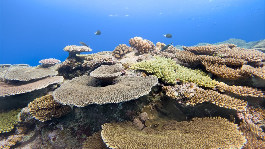 Samsung Galaxy: Ocean Mode e la conservazione marina nel