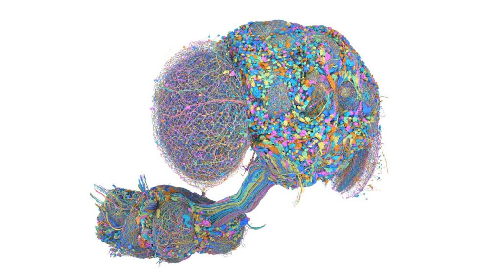 Google mappa il cervello della moscerino della frutta