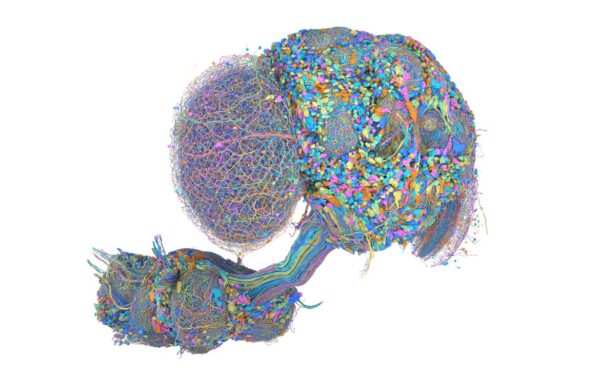 Google mappa il cervello della moscerino della frutta